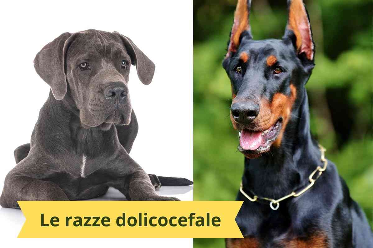 Alano e Dobermann