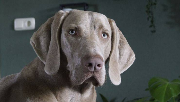 Weimaraner