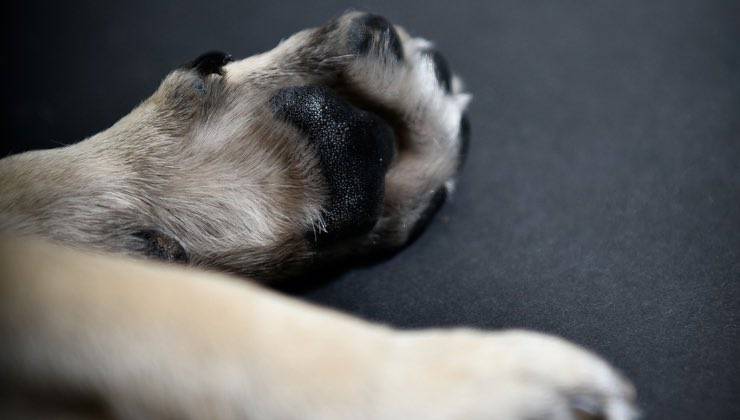 Zampe bianche e unghie nere di un cane su sfondo scuro