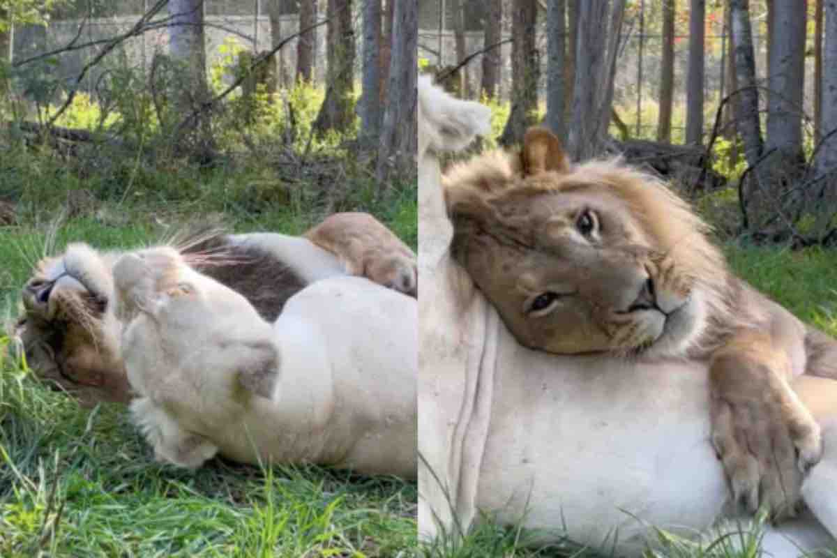 Il leone e la leonessa si abbracciano sul prato