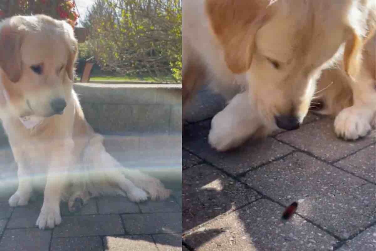 Cane di razza Golden Retriever incontra un insetto in strada