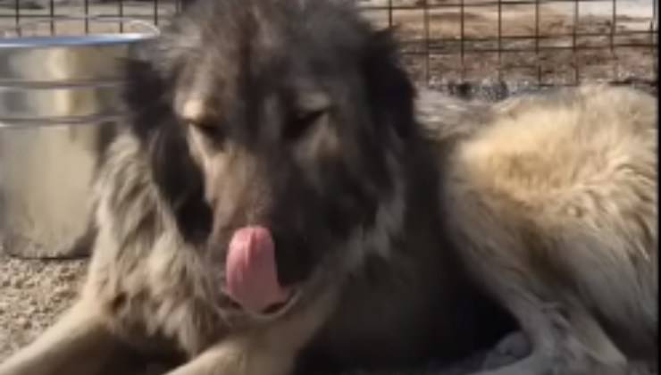 cane si riprende da mal nutrimento