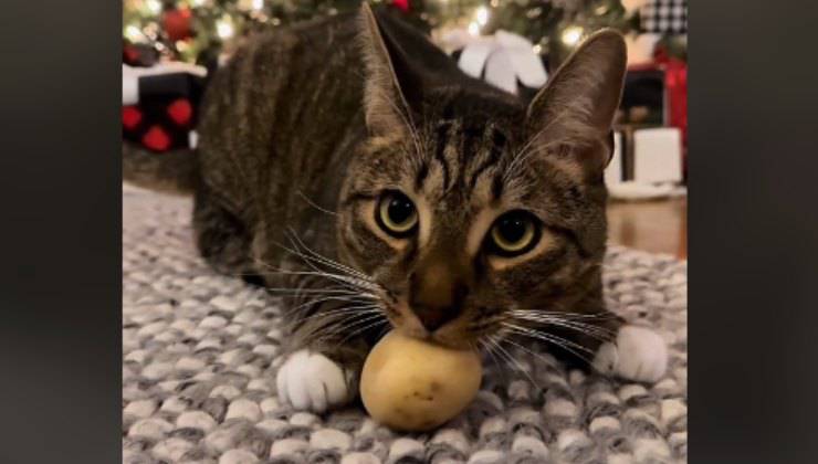 gatto innamorato di una patata