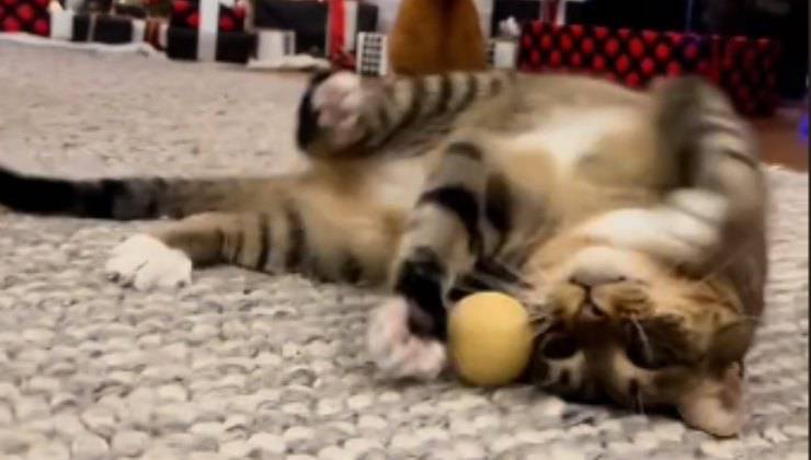 gatto gioca con la patata