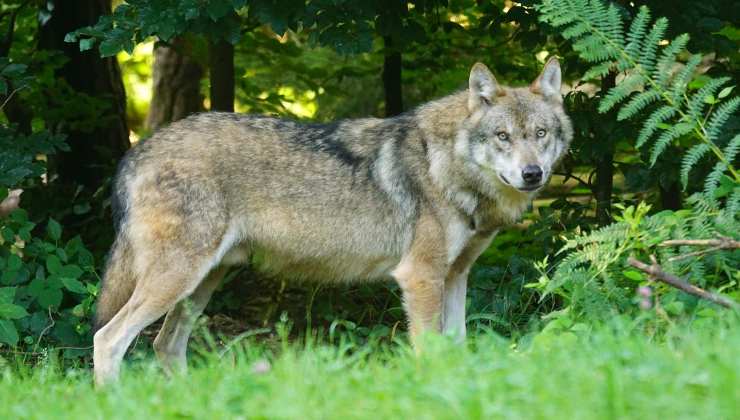 Lupo di profilo nel suo habitat 