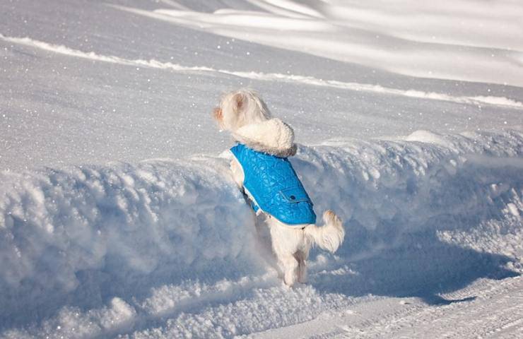 Porta con te il tuo cane in vacanza sulla neve