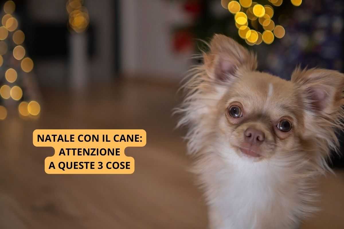 Cane davanti albero di Natale