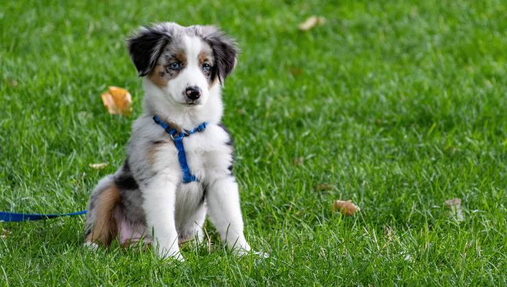 Cucciolo con il nome più popolare seduto in giardino