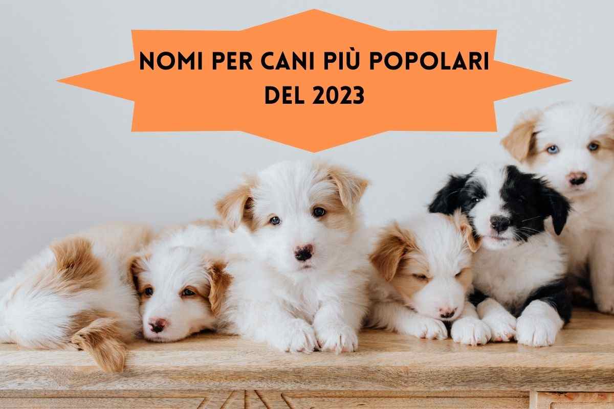 Cuccioli con i nomi più popolare del 2023