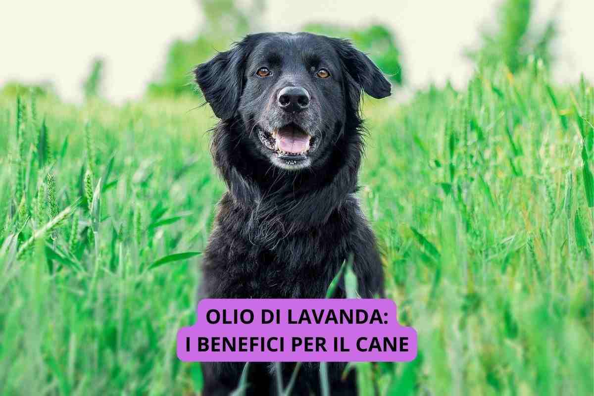 cane nel prato