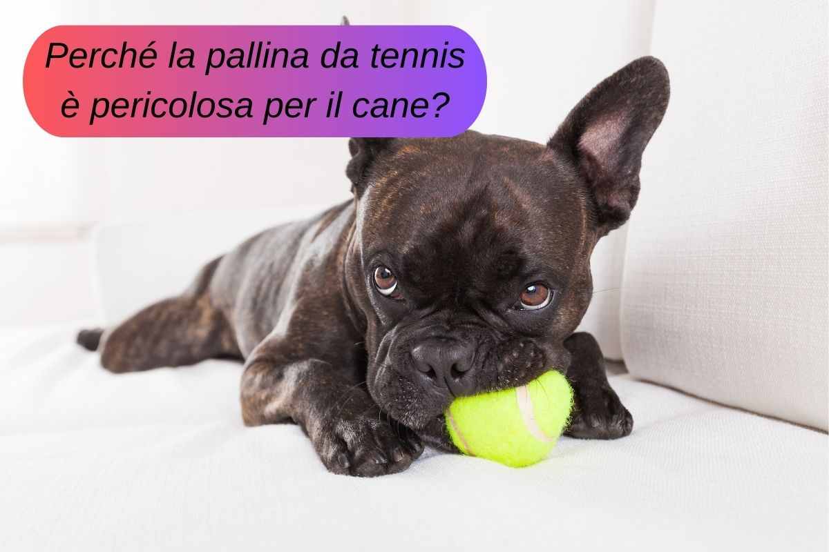 Cane piccolo e nero gioca con la pallina da tennis pericolosa per lui