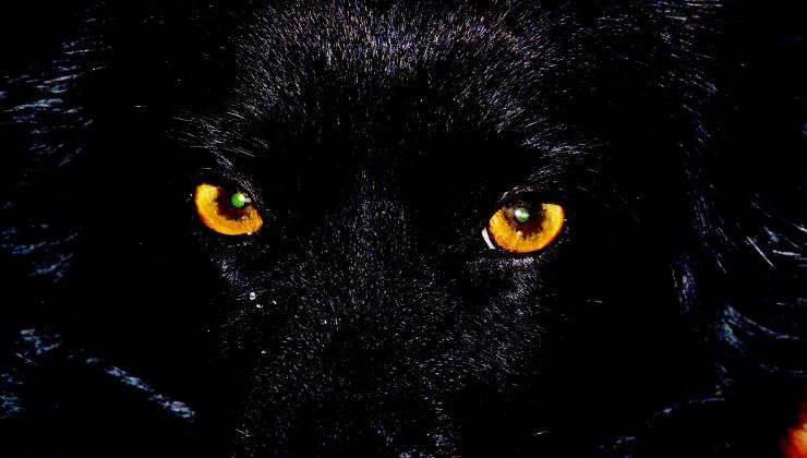 Cane nero al buio con gli occhi che brillano