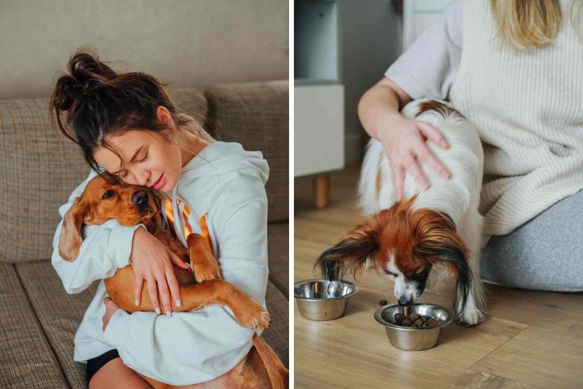 Cane riceve coccole e cibo due dimostrazioni di affetto nei confronti di Fido