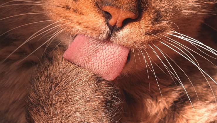 Gatto arancione si lecca la zampa con la sua lingua ruvida