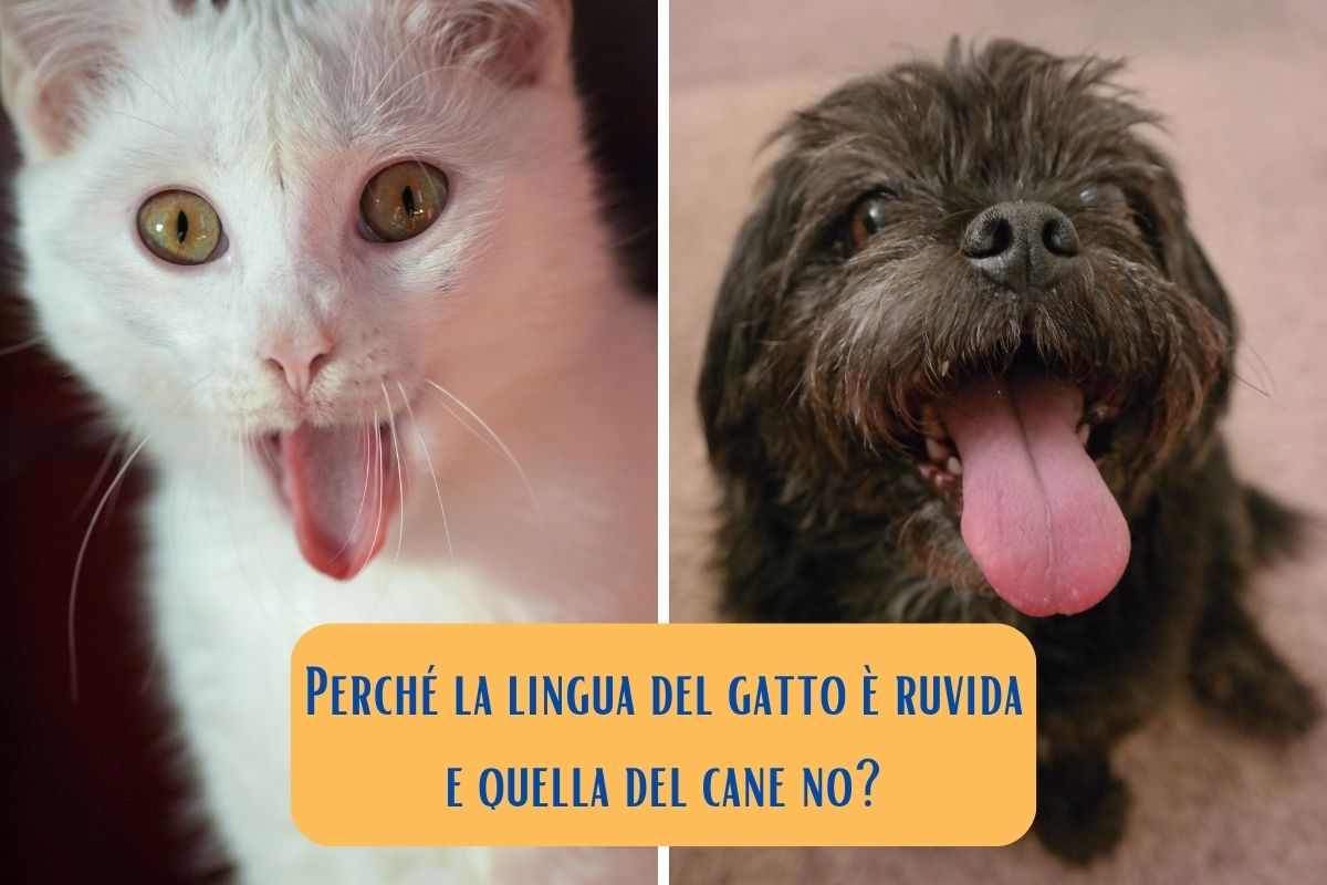 Gatto bianco con la lingua ruvida e cane nero con la lingua liscia