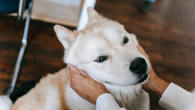 Cane bianco felice perché riceve dimostrazioni di affetto dal suo umano