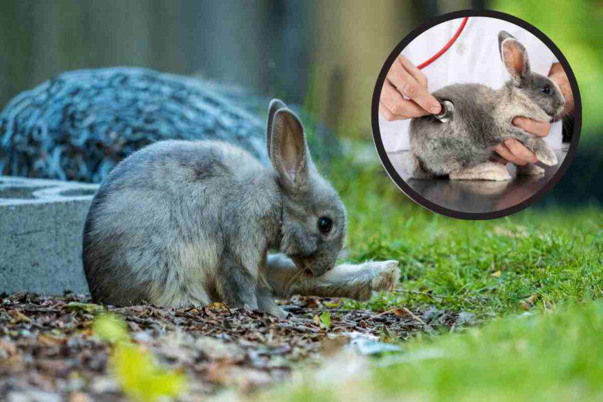 coniglio che si lecca 