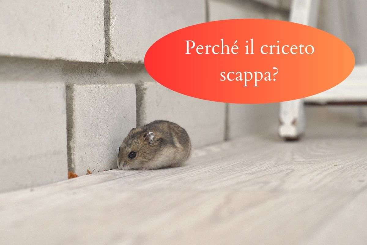 Criceto è scappato e cammina sotto il muro