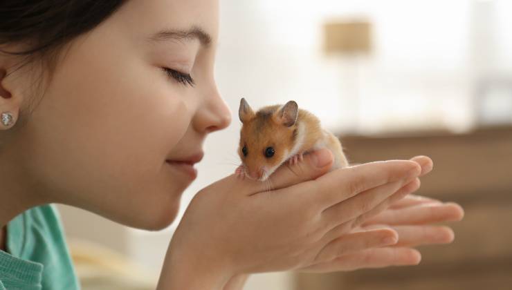 Criceto nelle mani della bambina perché stava scappando