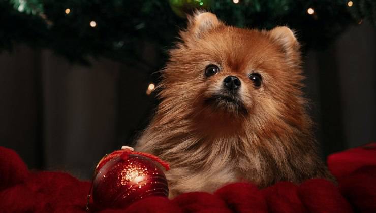Cane gioca con la palla di Natale un addobbo pericoloso per lui