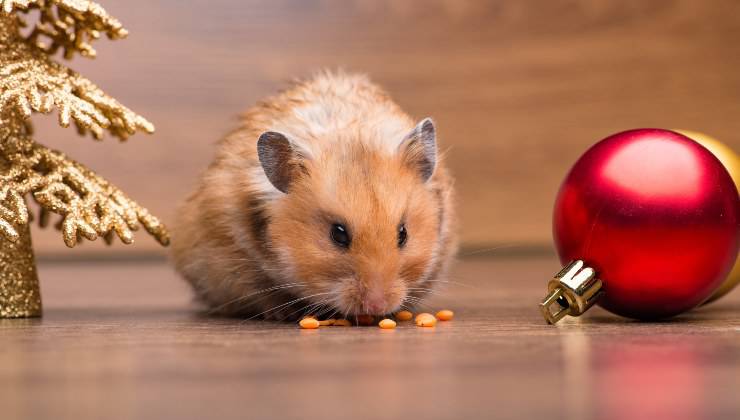 Criceto mangia sul tavolo tra una palla di natale e un alberello dorato pericoli per l'animale