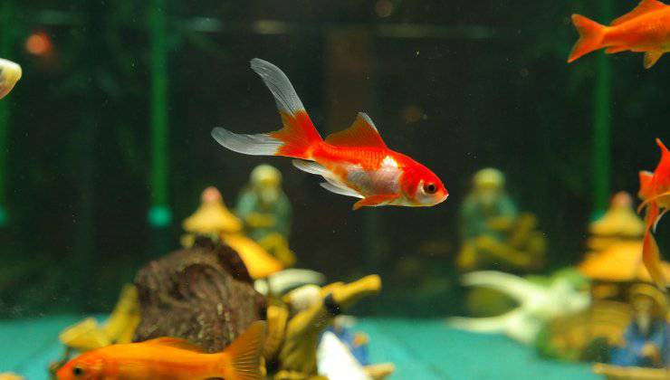 Pesci rossi nell'acquario con aeratore 