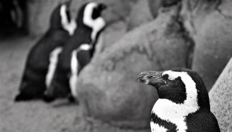 Un gruppo di pinguini vicino alla roccia fa uno dei suoi sonnellini 