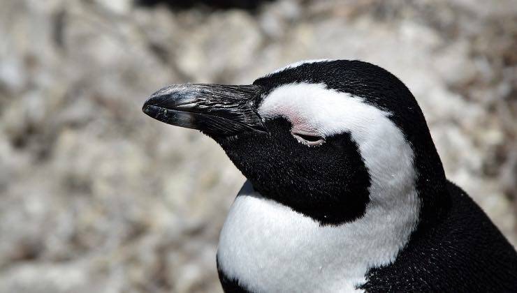 Un pinguino socchiude gli occhi prima di un piccolo pisolino 