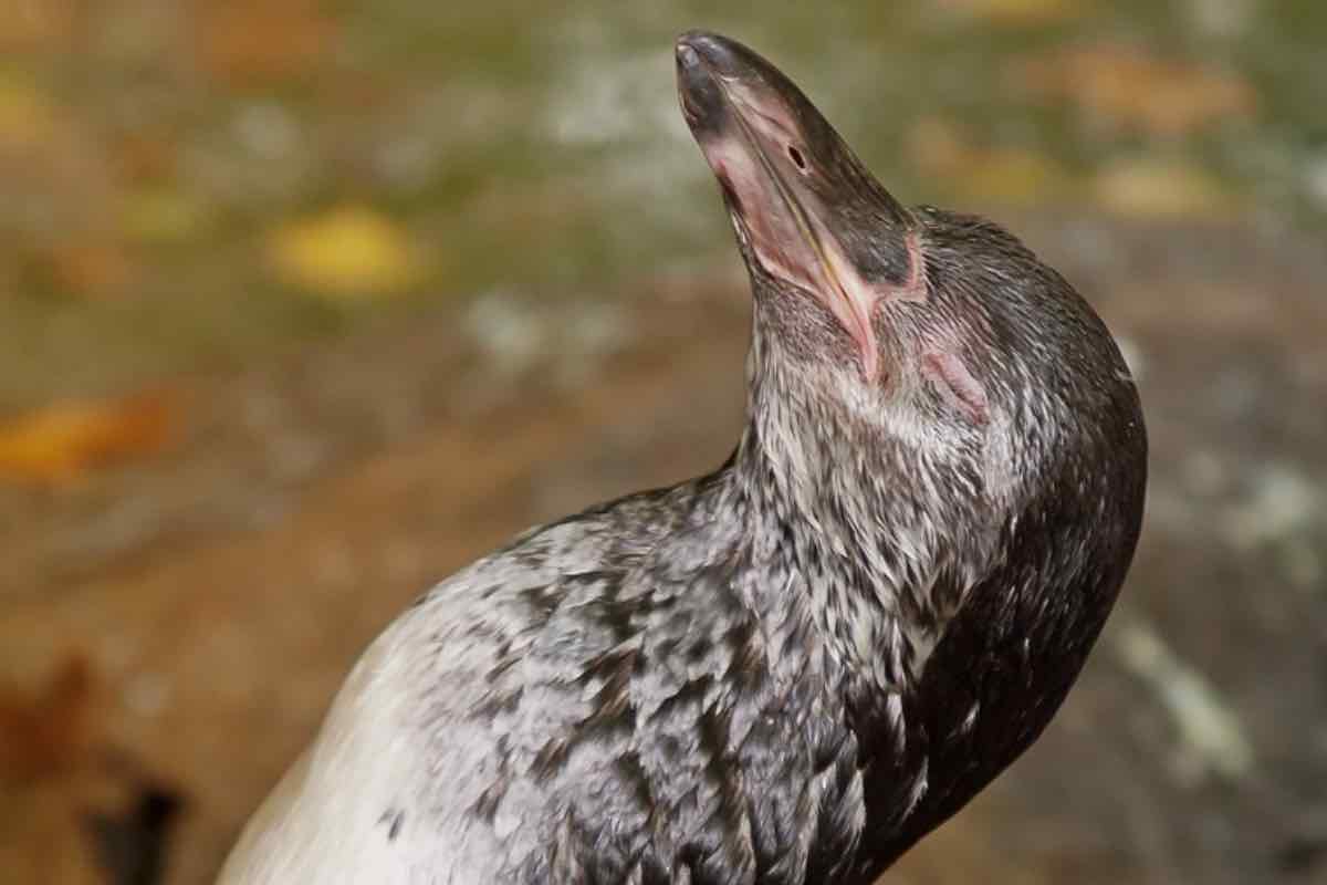 Un pinguino durante uno dei suoi piccoli sonnellini