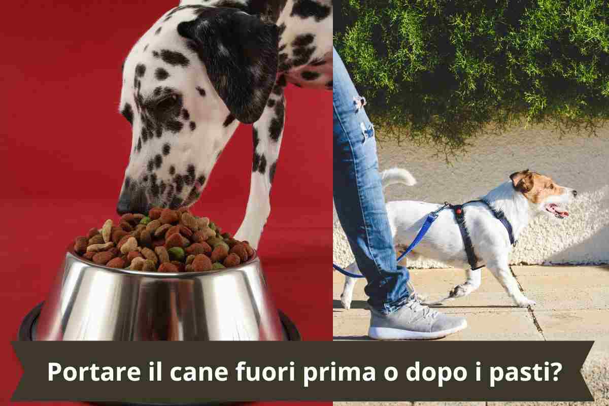 Cane che mangia e passeggiata