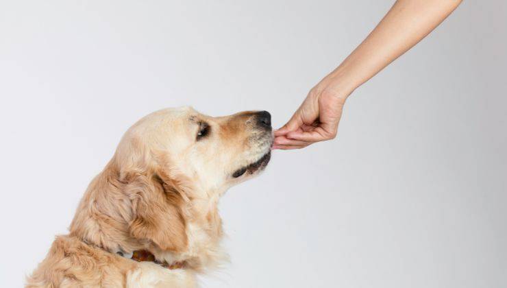 Dare da mangiare a Fido