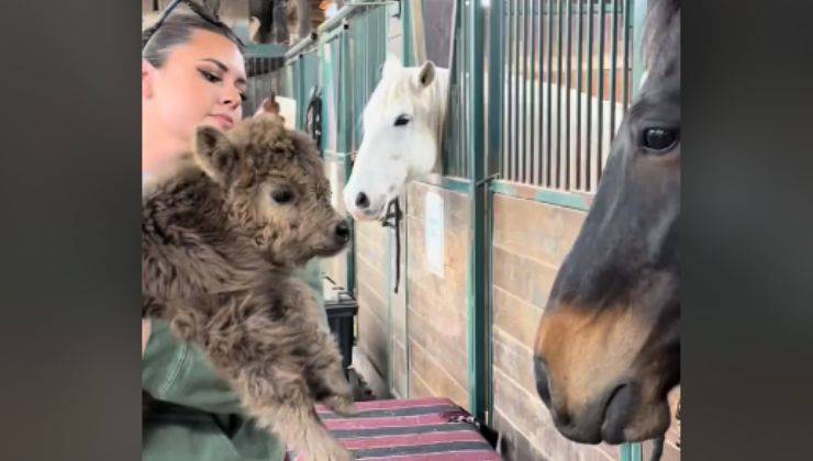 cavallo e bufalo amici