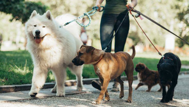 Dog sitter con molti cani che passeggia una delle professioni legate al mondo animale