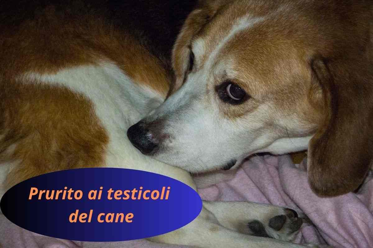 Cane si morde le parti basse perché ha prurito ai testicoli