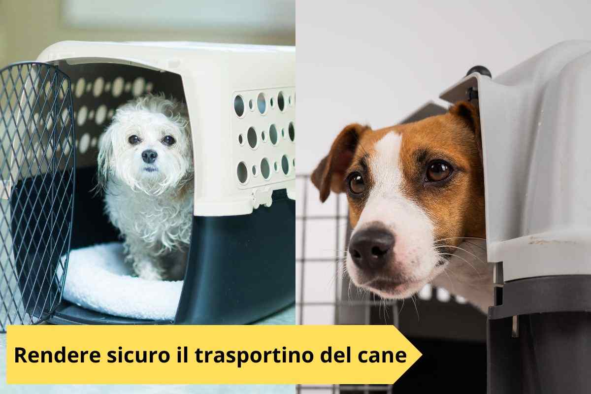 Cani nei trasportini