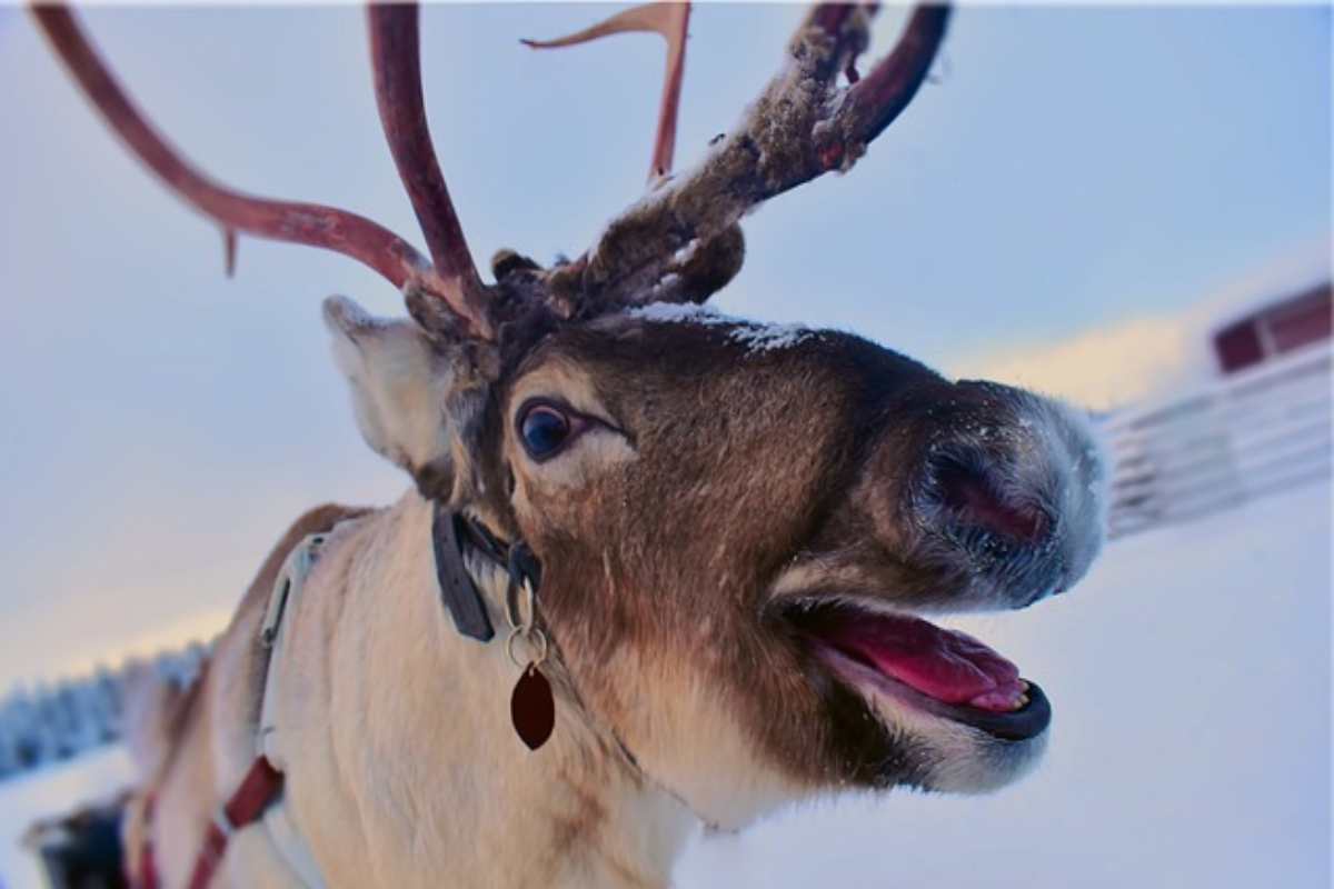 Addio alle renne di Babbo Natale