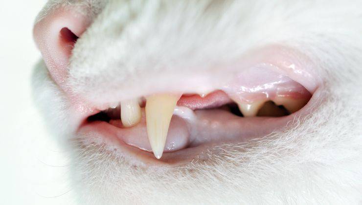 Denti del gatto
