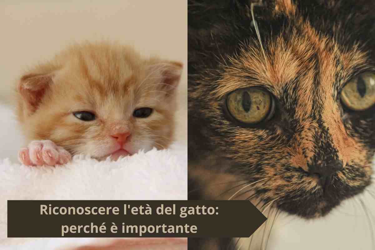Gattino e gatto anziano