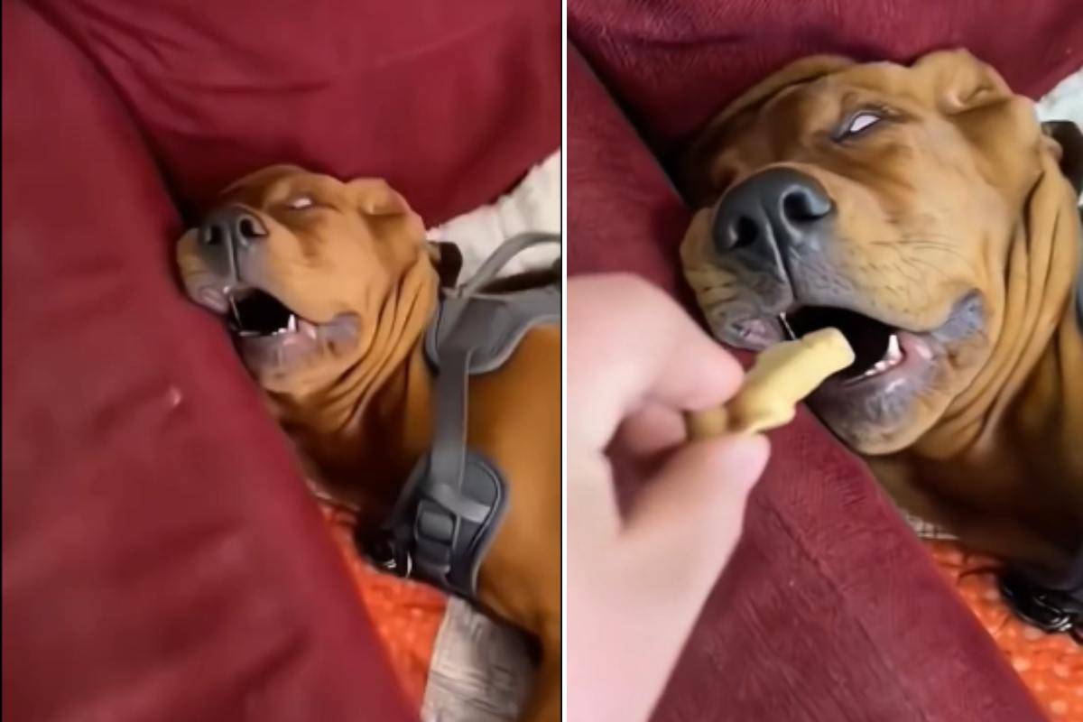 Scherzo al cane biscotto in bocca video