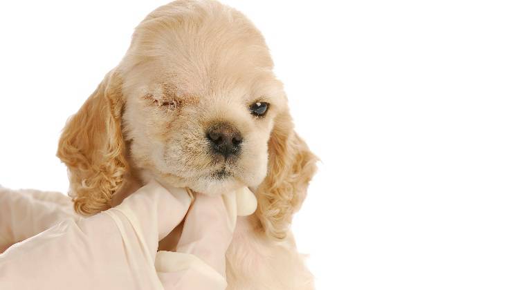 occhi del cane con problemi alla retina
