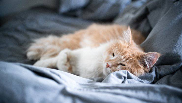 segnali di fistola artero venosa nel gatto