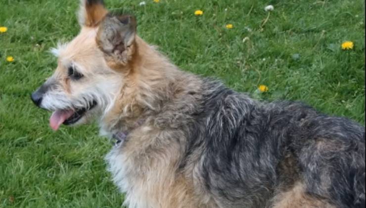 cane felice nel prato