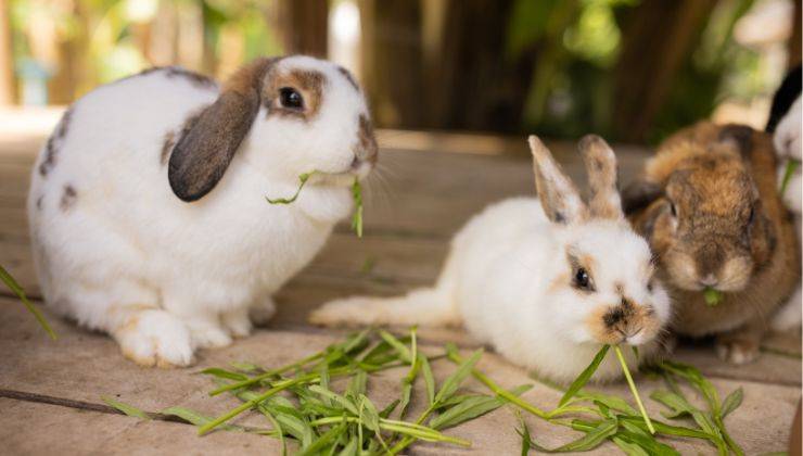 Conigli rischiano di soffocare mentre stanno mangiando 