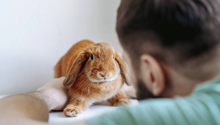 Uomo tende ad aiutare il coniglio che soffoca