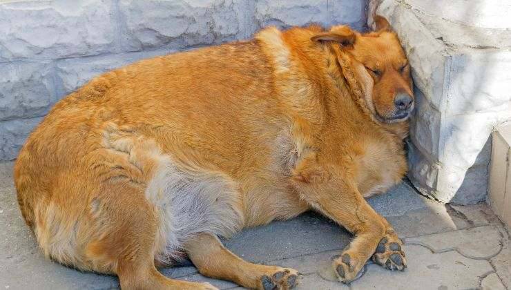 Cane obeso