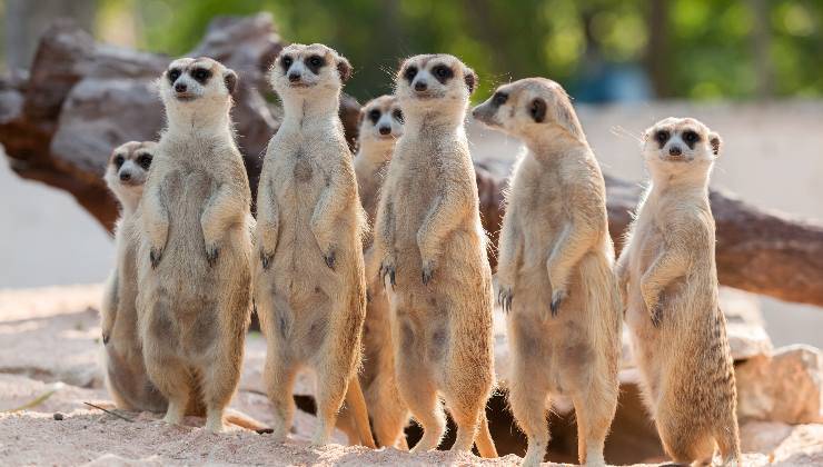 suricati in gruppo 