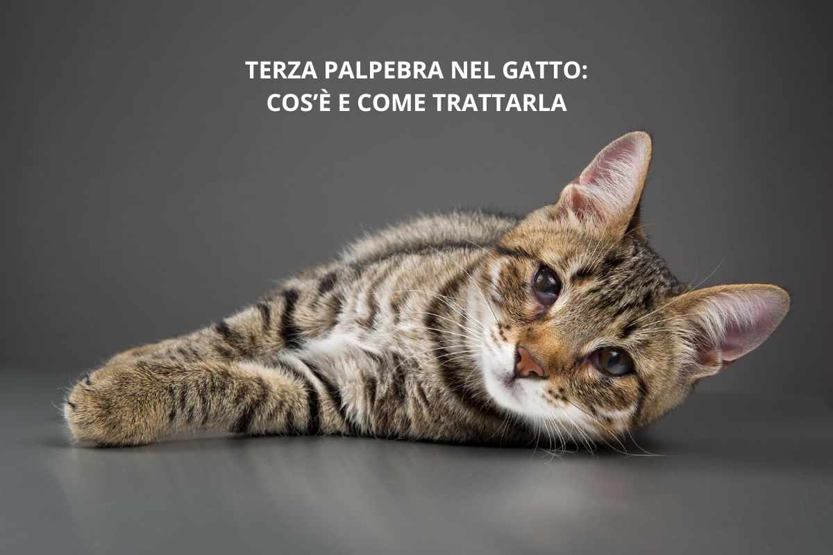 gatto con terza palpebra