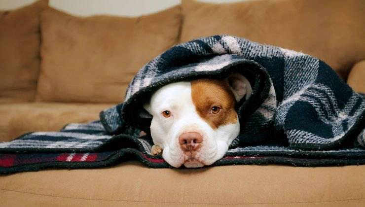 Cane sul divano raccolto nella coperta che lo tranquillizza