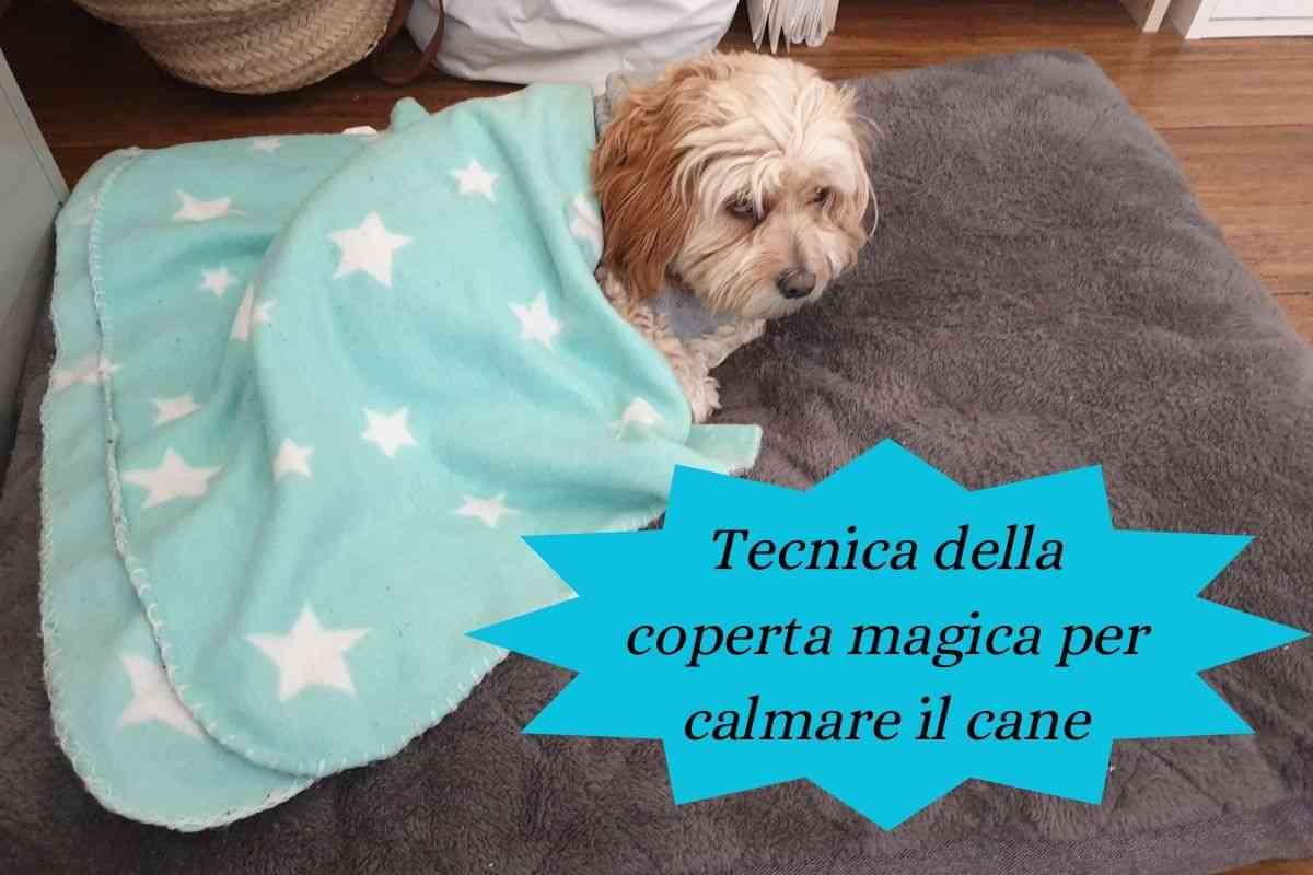 Cane agitato nella cuccia si calma con la tecnica della coperta magica 