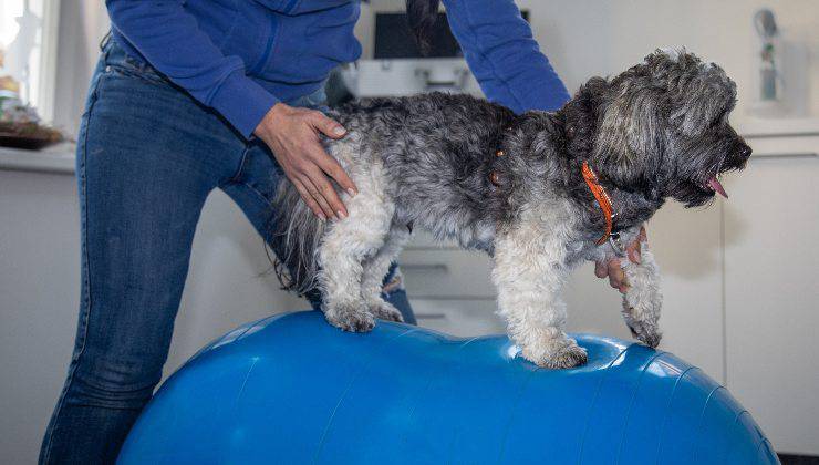 fisioterapia per cane